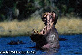 Hippo